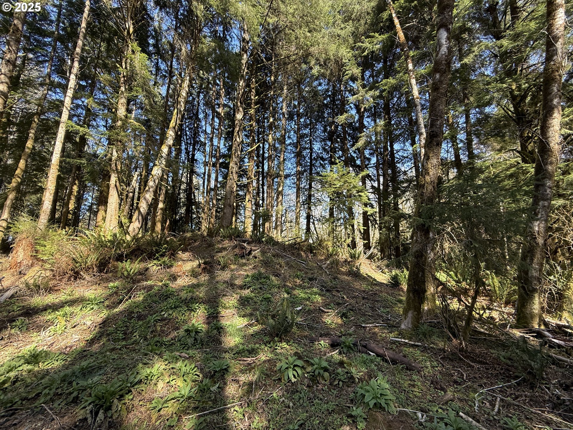 Fiddle Back North Bend, OR 97459 - Photo 4 of 13