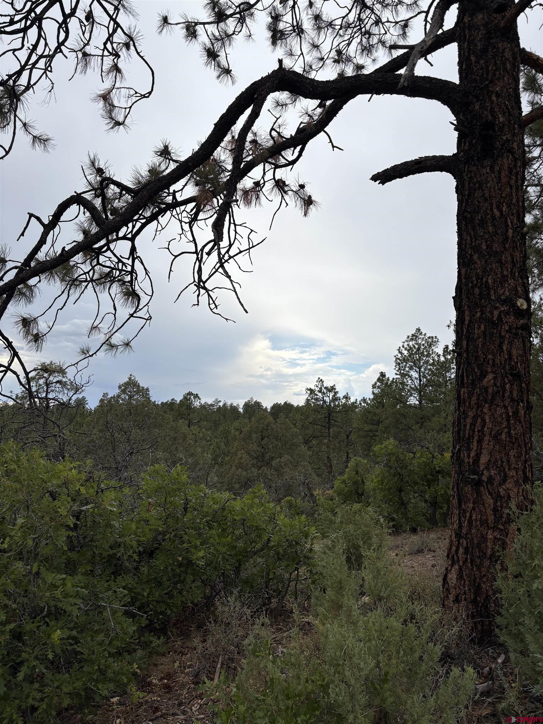 a view of a tree with a tree