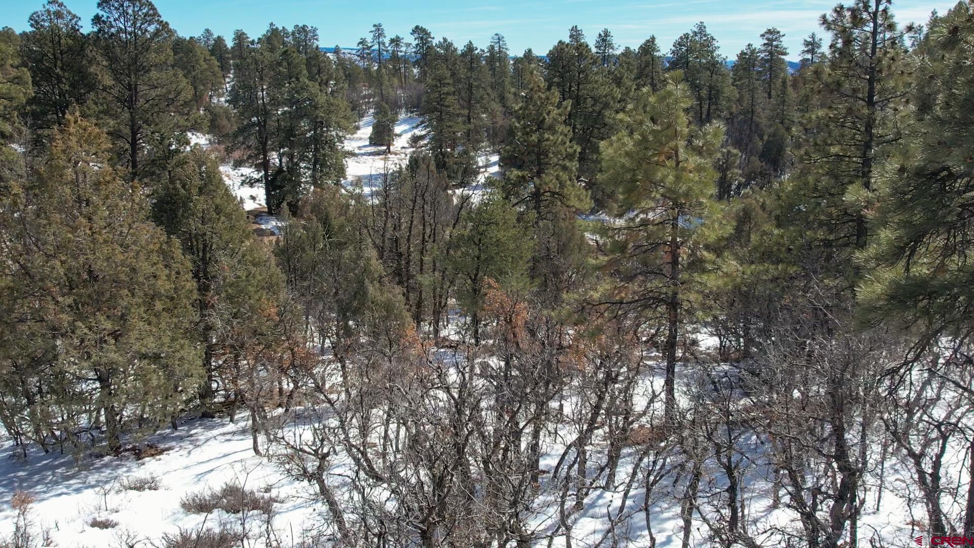 2932 Crooked Road Pagosa Springs, CO 81147 - Photo 20 of 29 a view of a tree in a forest