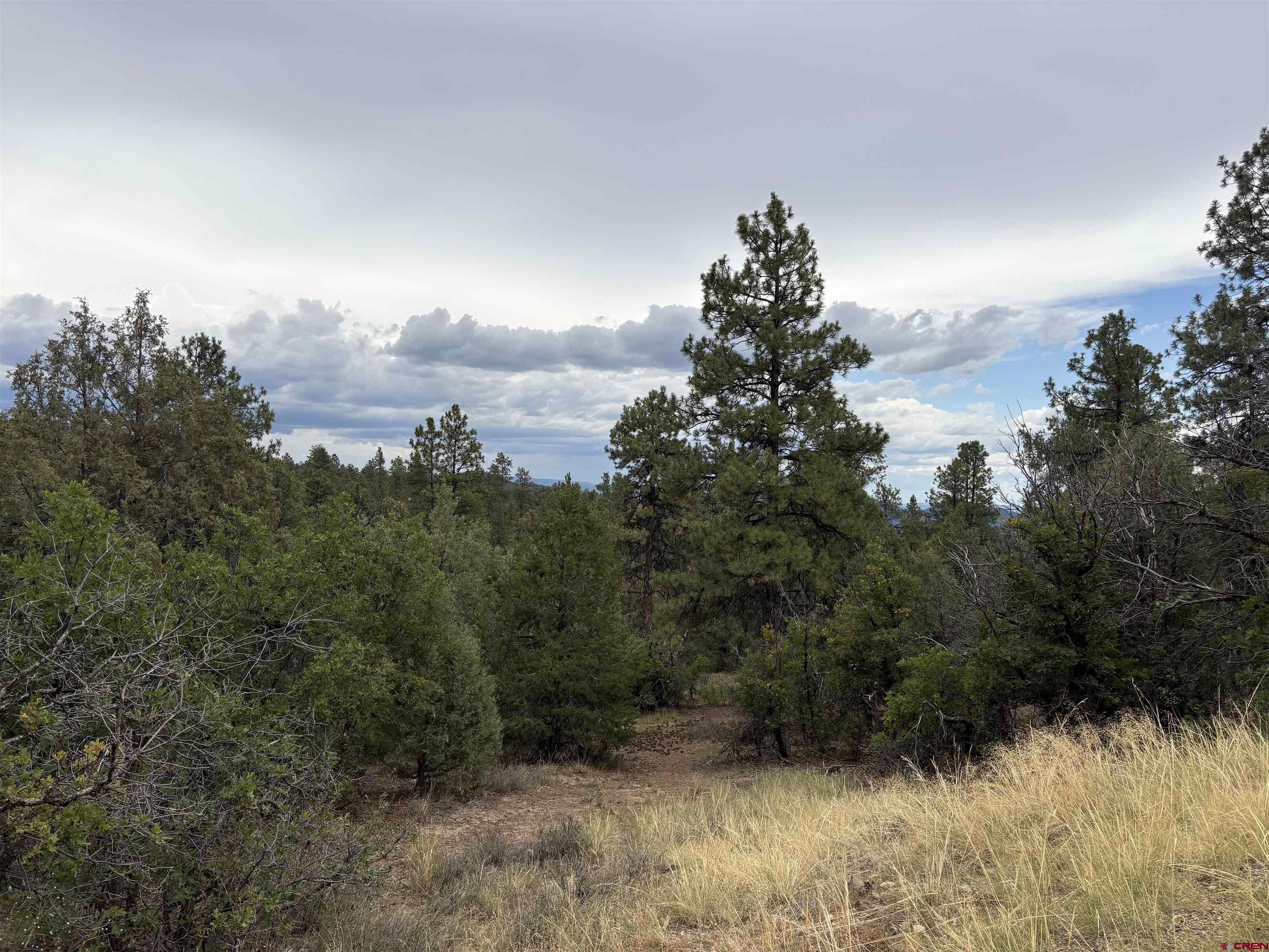 2932 Crooked Road Pagosa Springs, CO 81147 - Photo 2 of 29 a view of a bunch of trees in a field