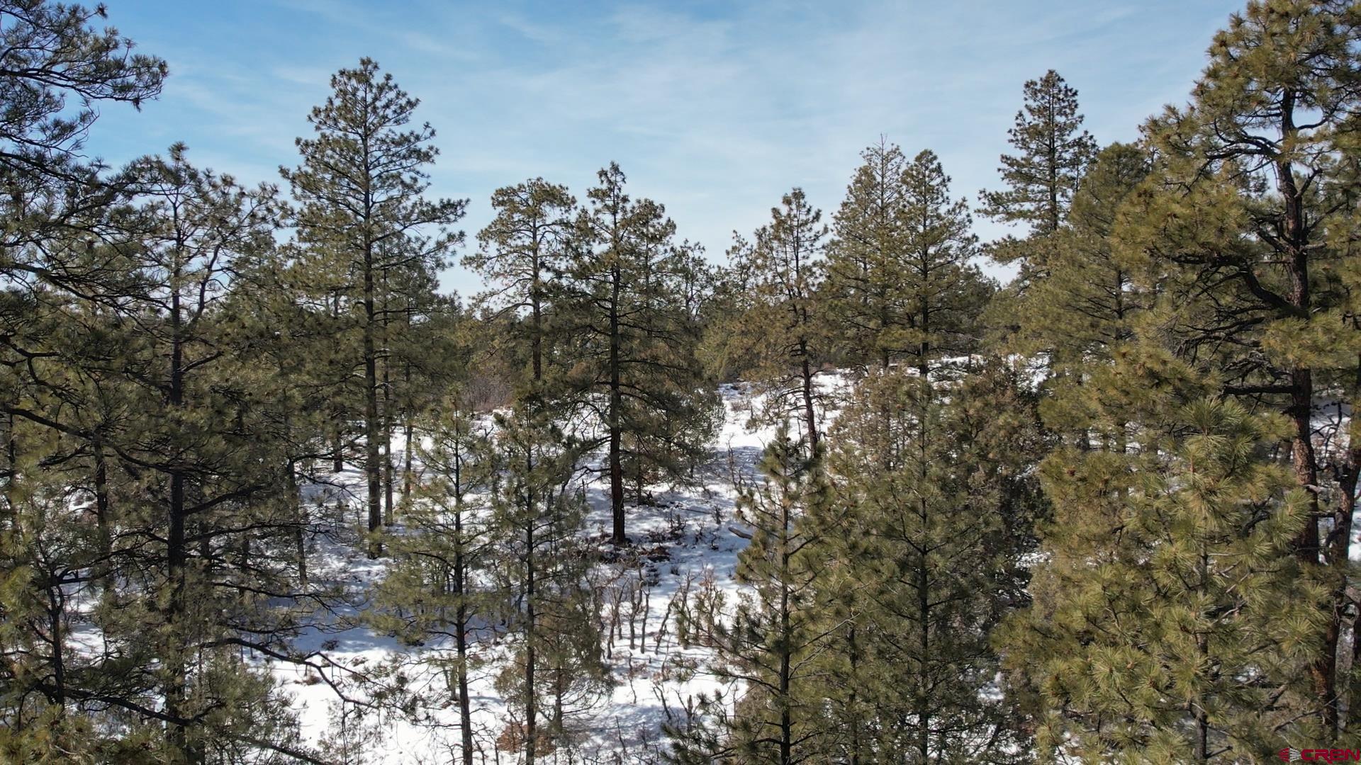 2932 Crooked Road Pagosa Springs, CO 81147 - Photo 22 of 29 a view of tree