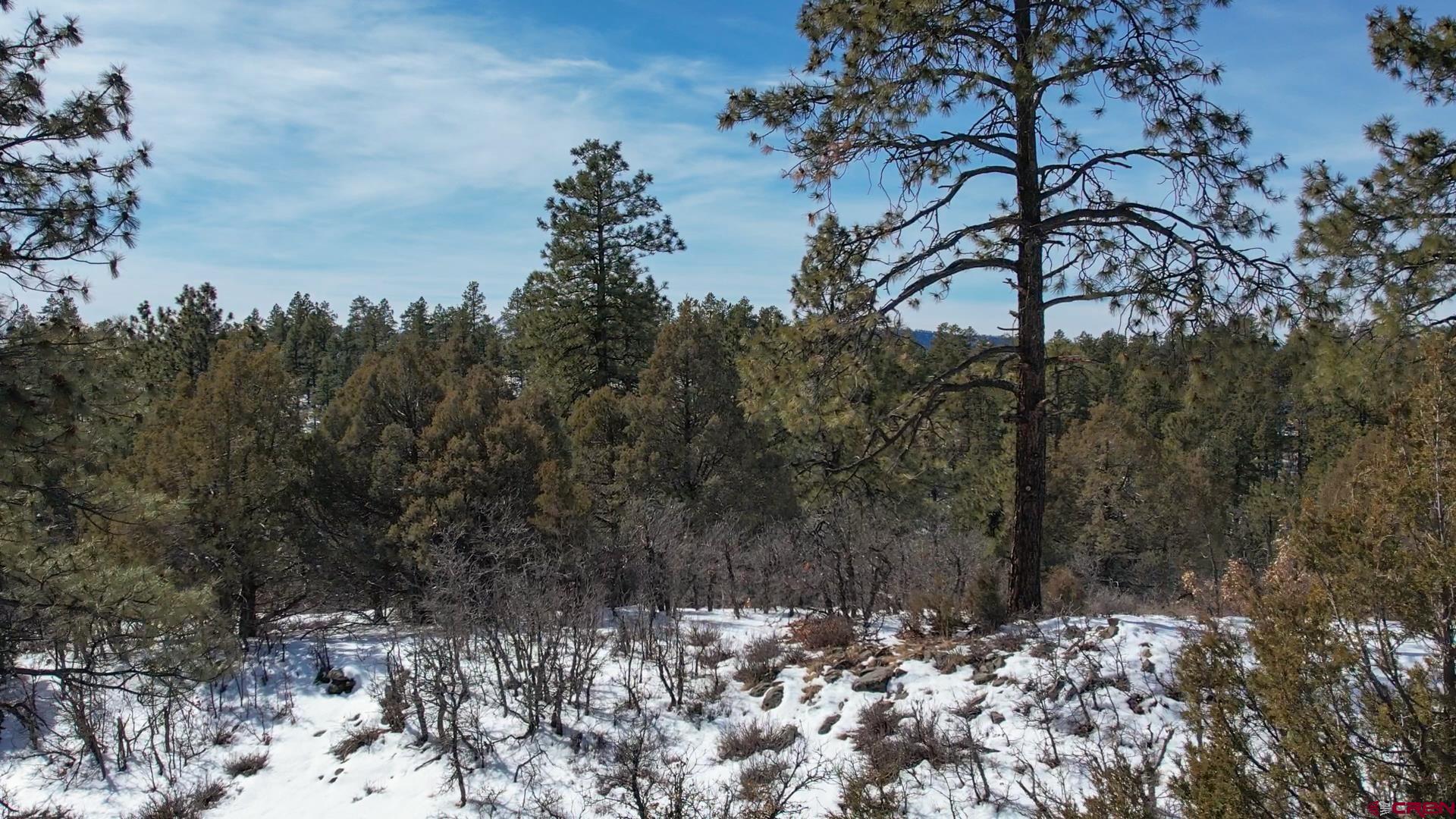 2932 Crooked Road Pagosa Springs, CO 81147 - Photo 23 of 29 a view of a large tree