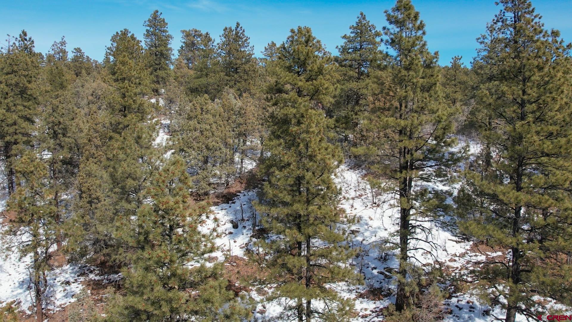2932 Crooked Road Pagosa Springs, CO 81147 - Photo 24 of 29 a view of a tree in a yard