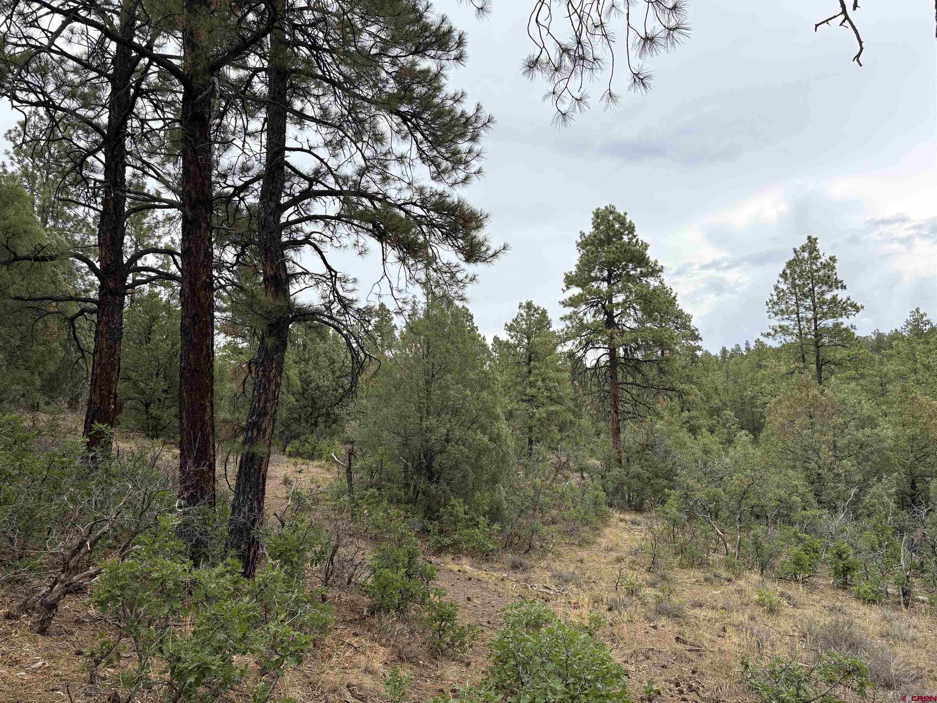2932 Crooked Road Pagosa Springs, CO 81147 - Photo 4 of 29 a view of a forest with trees in the background