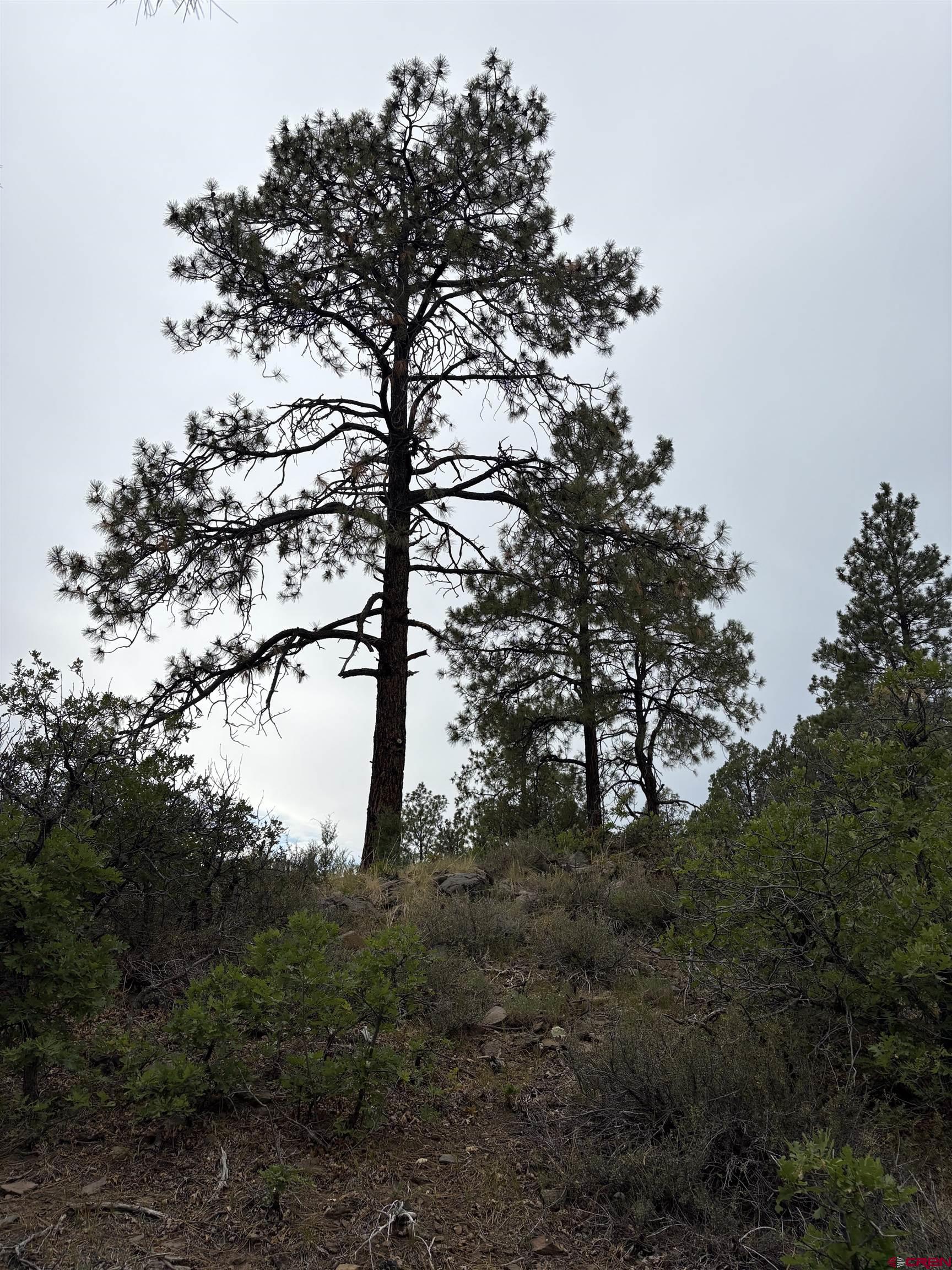 2932 Crooked Road Pagosa Springs, CO 81147 - Photo 5 of 29 a view of tree
