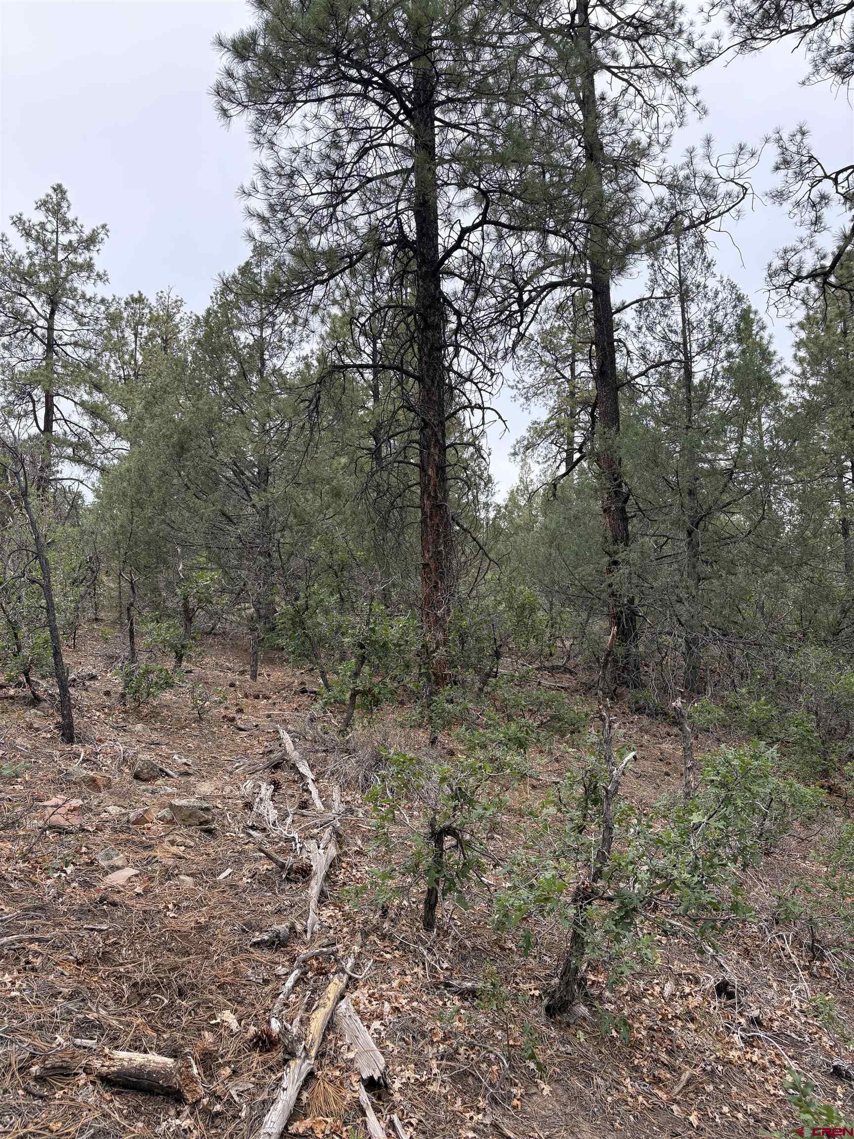 2932 Crooked Road Pagosa Springs, CO 81147 - Photo 6 of 29 a view of a forest with trees in the background