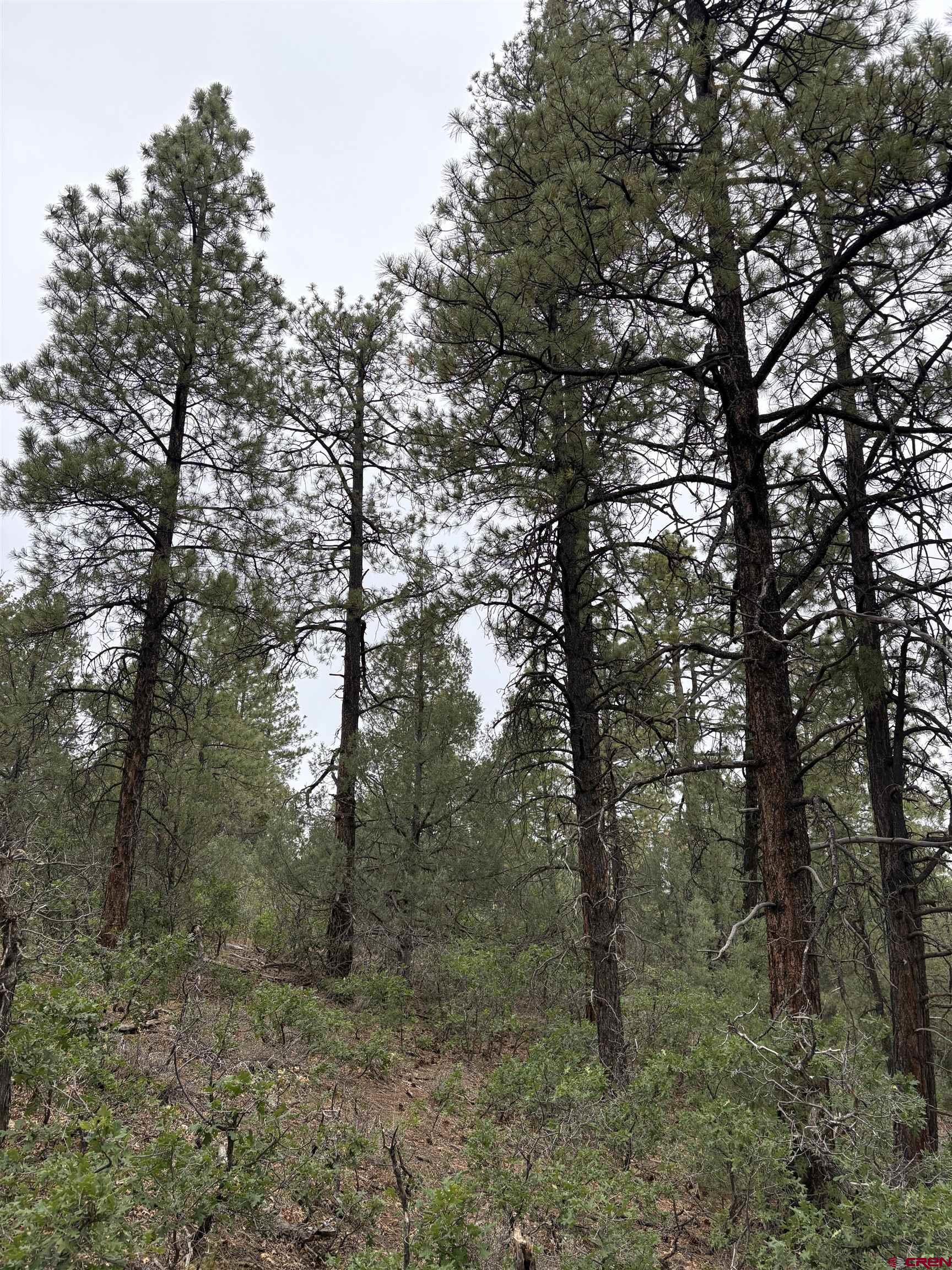 2932 Crooked Road Pagosa Springs, CO 81147 - Photo 7 of 29 a view of a forest with trees in the background