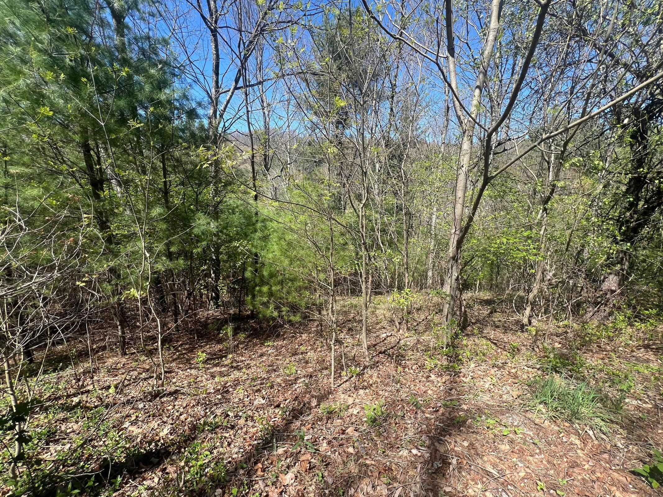 0 Ivy Ridge Road Bent Mountain, VA 24059 - Photo 9 of 11 20240423232636322582000000-o
