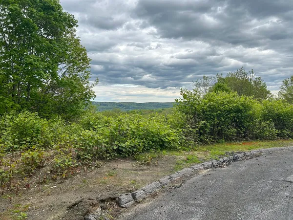view of a lush green forest