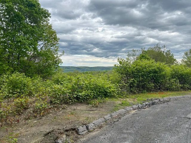 view of a lush green forest