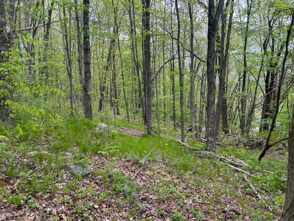 a view of backyard with green space