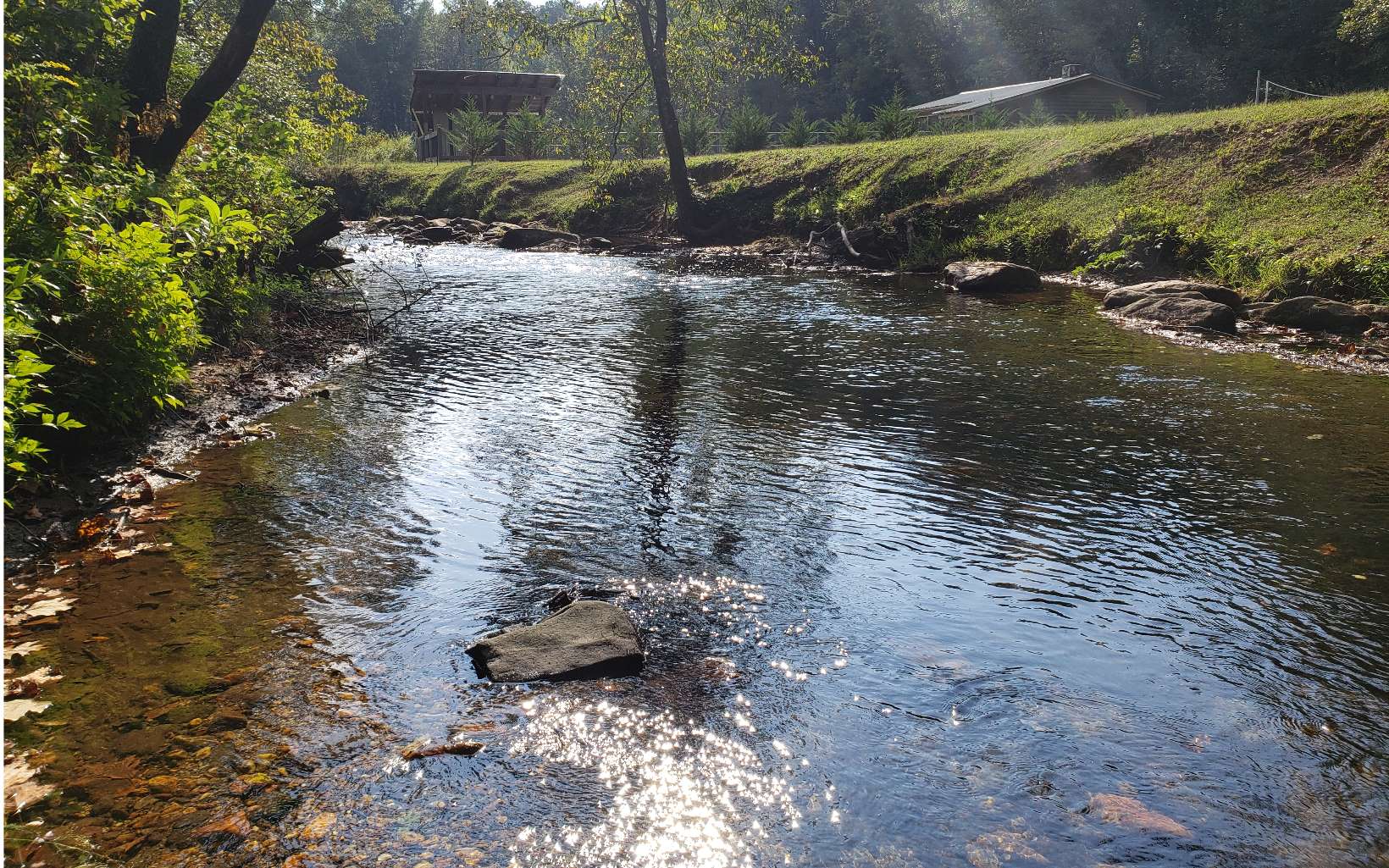 a view of a yard with plants and trees