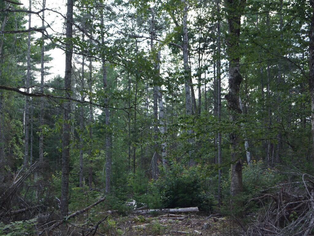 Lot 1 Sunset Hill Road Hancock, ME 04640 - Photo 6 of 23 DSC04597