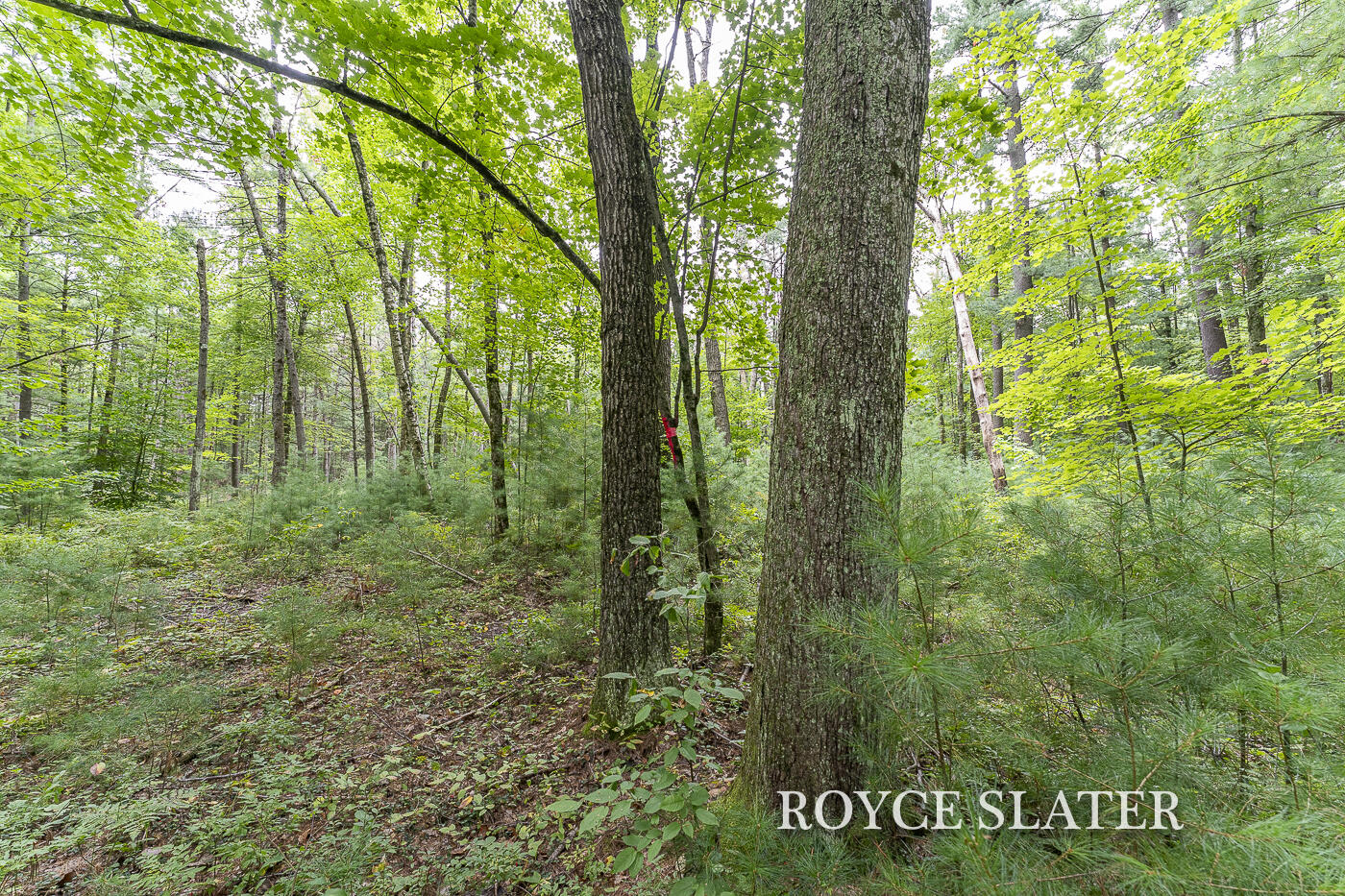 11442 Whitefish Road Newaygo, MI 49337 - Photo 18 of 33 Whitefish_08