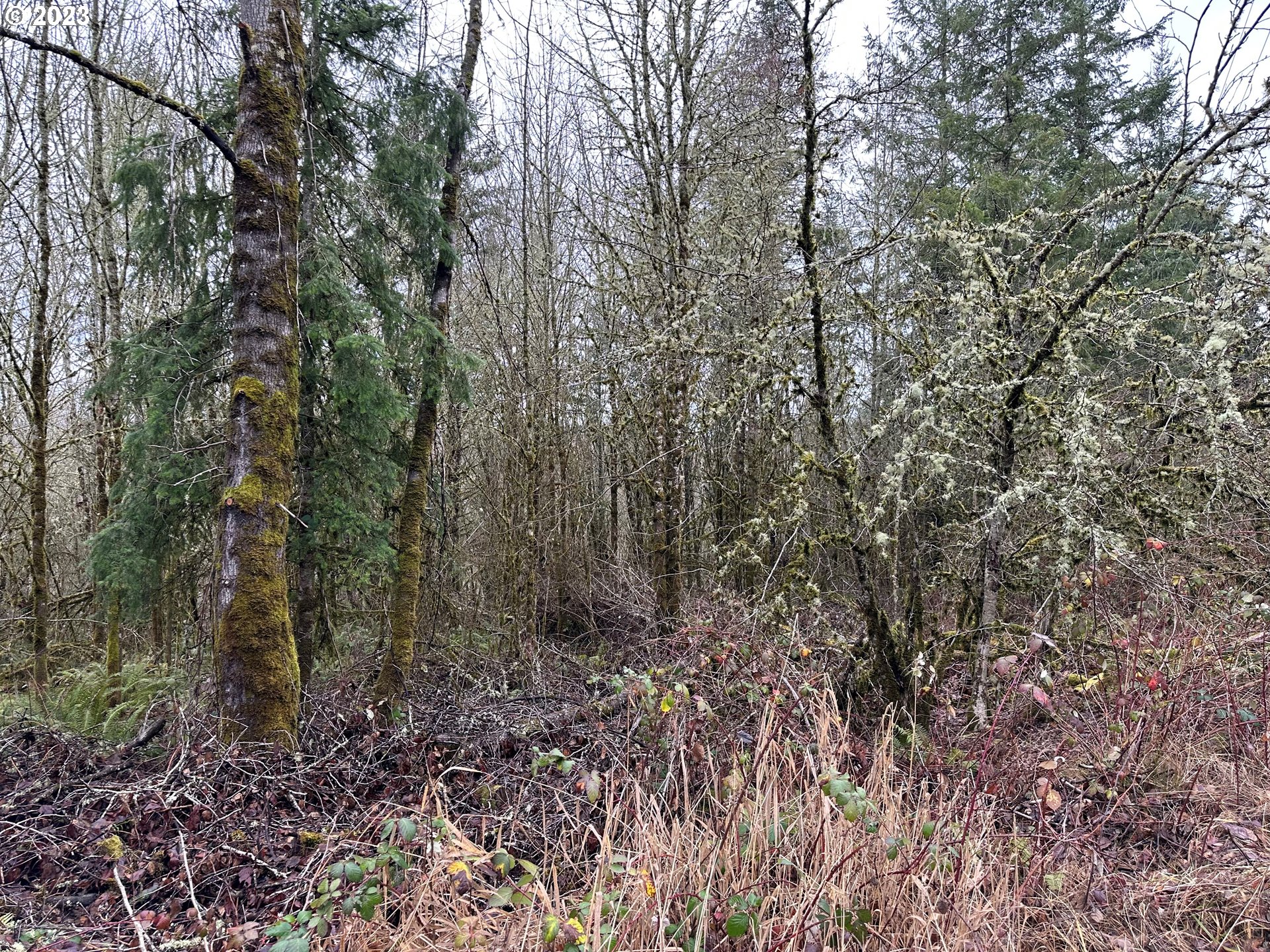 0 Kalmbach Road Castle Rock, WA 98611 - Photo 1 of 9 a view of a forest with trees in the background