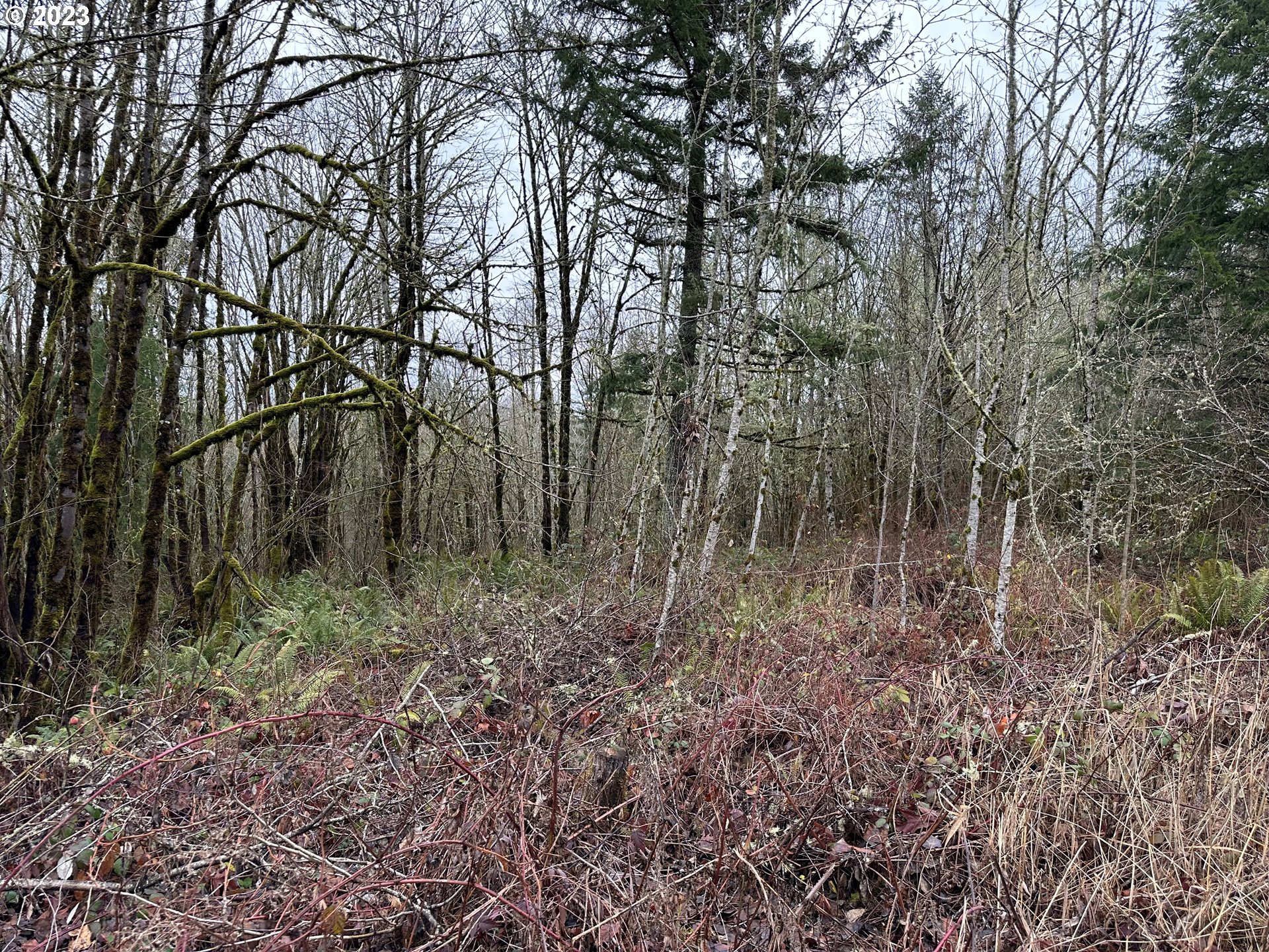 0 Kalmbach Road Castle Rock, WA 98611 - Photo 2 of 9 a view of forest