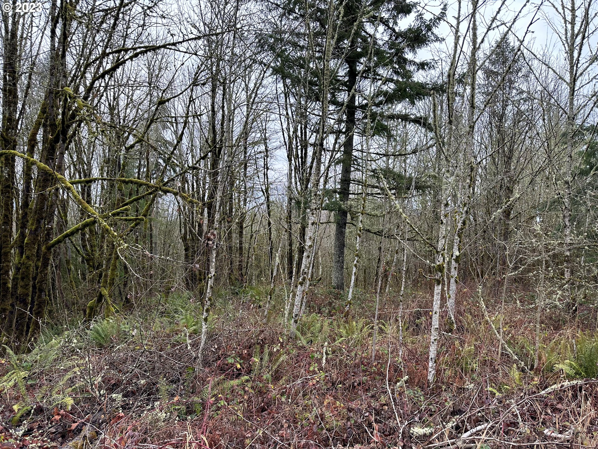 0 Kalmbach Road Castle Rock, WA 98611 - Photo 4 of 9 a view of forest