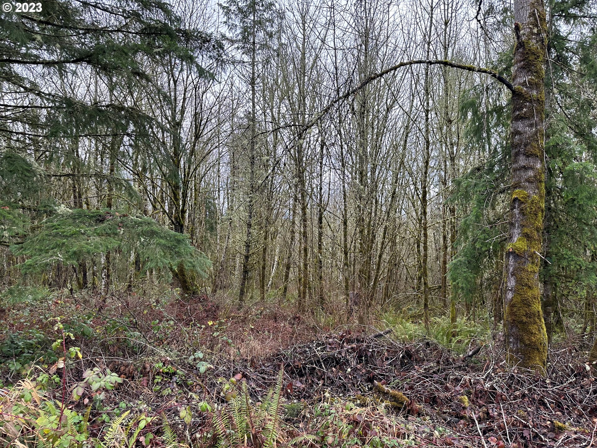 0 Kalmbach Road Castle Rock, WA 98611 - Photo 5 of 9