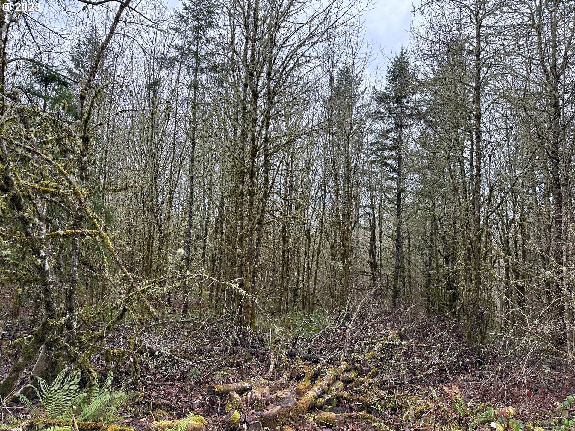 0 Kalmbach Road Castle Rock, WA 98611 - Photo 6 of 9 a view of a yard with large trees