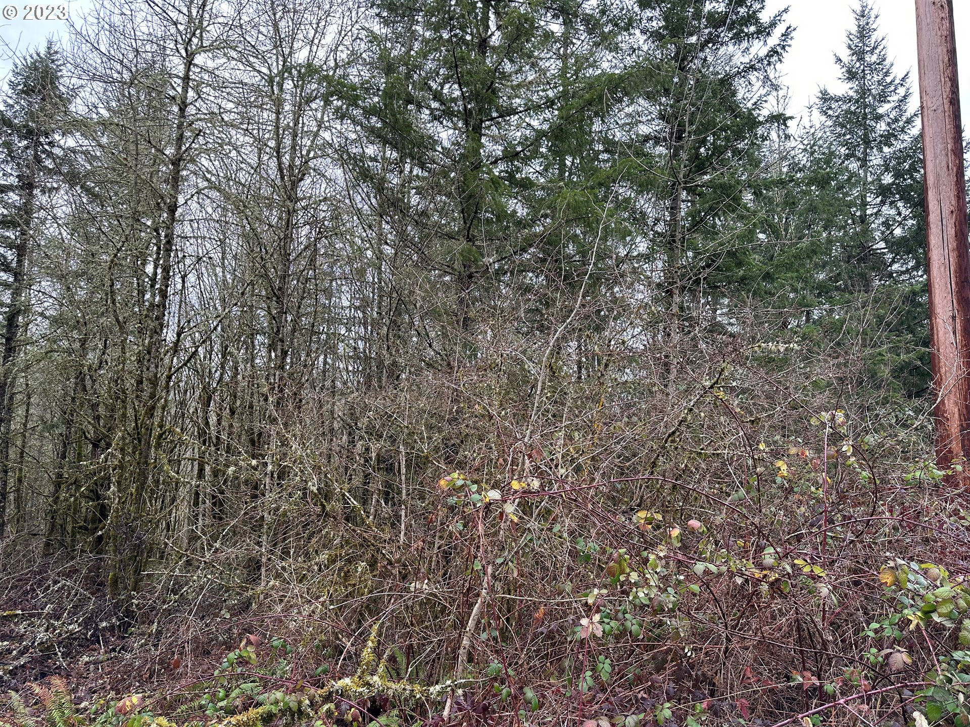 0 Kalmbach Road Castle Rock, WA 98611 - Photo 7 of 9 a view of a yard with a tree