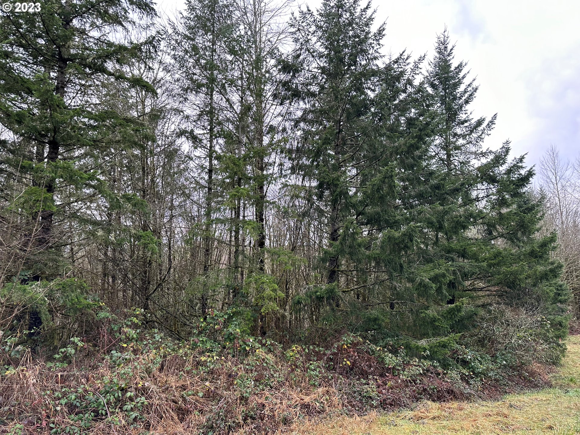 0 Kalmbach Road Castle Rock, WA 98611 - Photo 8 of 9 a view of a forest with trees in the background