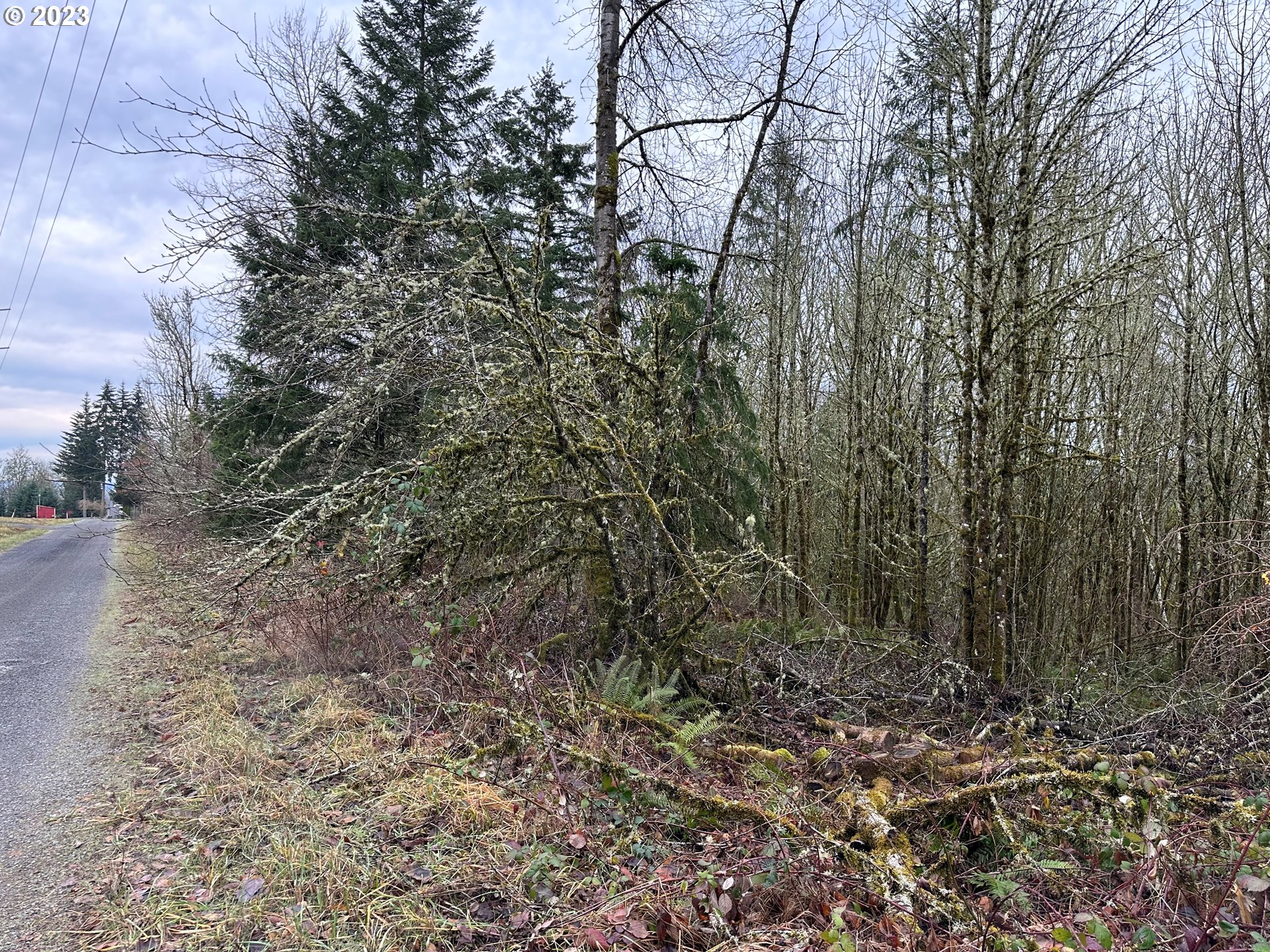 0 Kalmbach Road Castle Rock, WA 98611 - Photo 9 of 9 a view of a yard with a tree