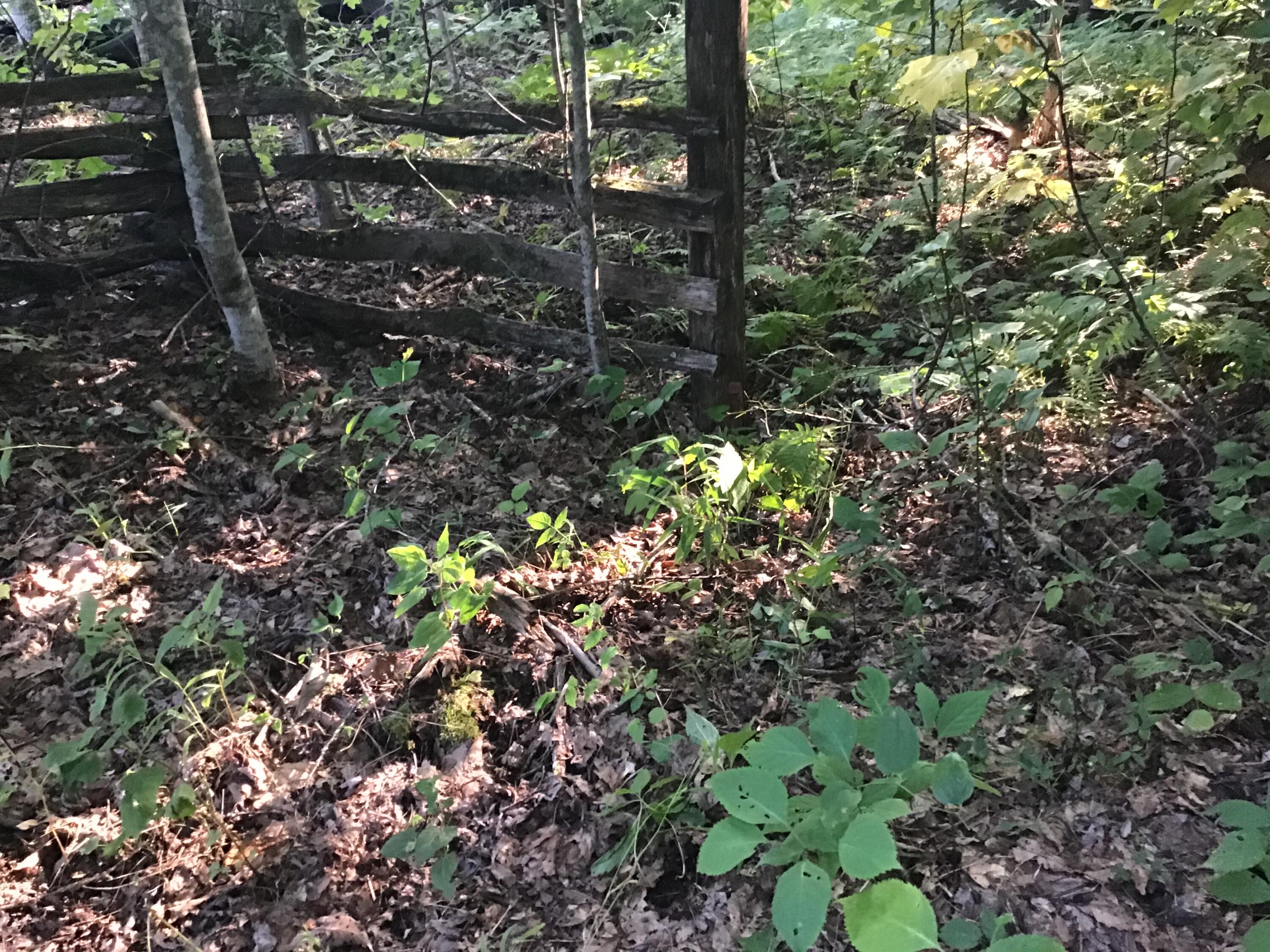 9437 Robin Road Coeburn, VA 24230 - Photo 50 of 60 63EAC2CC-4795-4C17-BF13-AAF599094B80