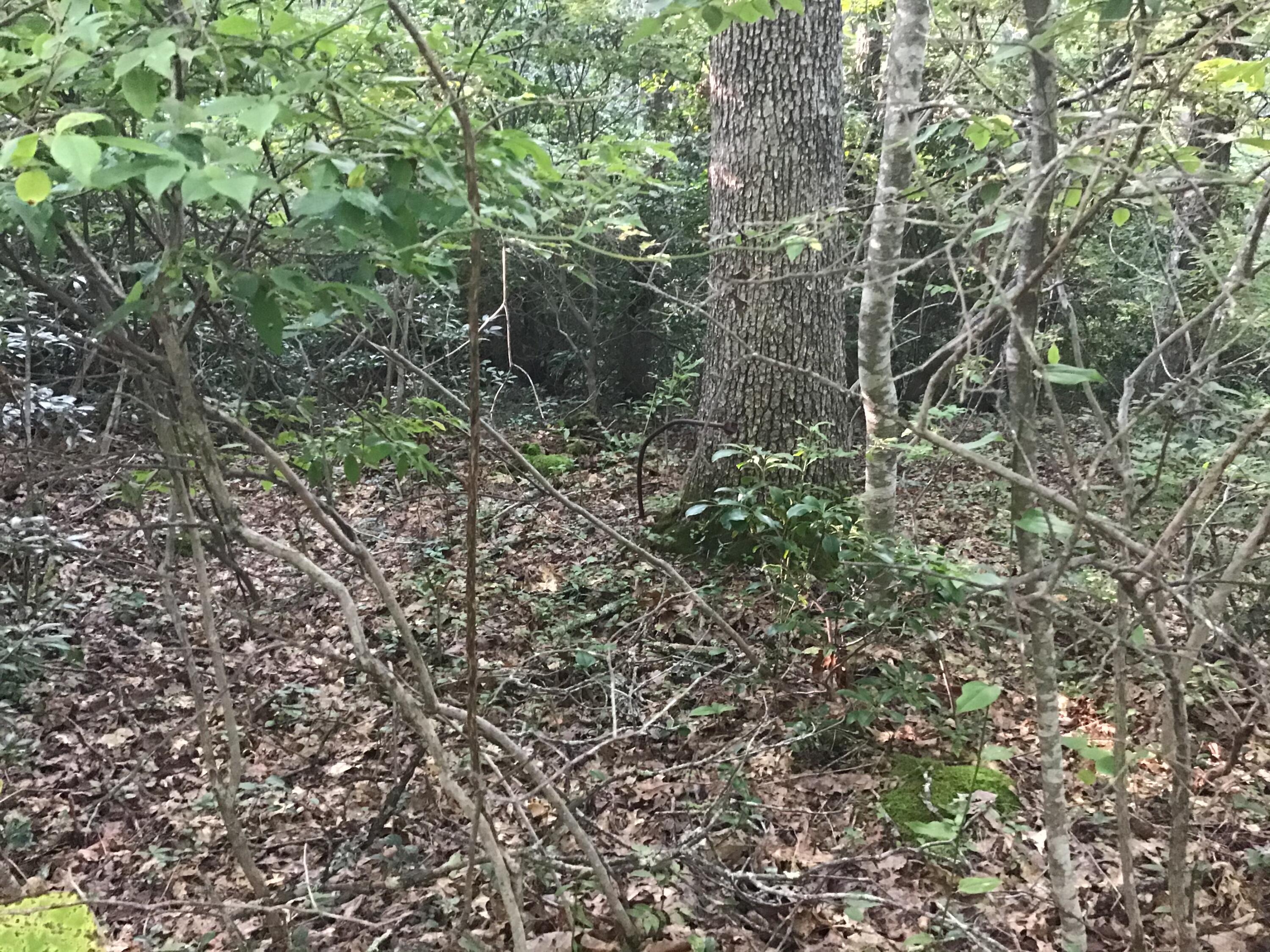 9437 Robin Road Coeburn, VA 24230 - Photo 55 of 60 308A4213-E185-425E-A250-2B023367C1C6