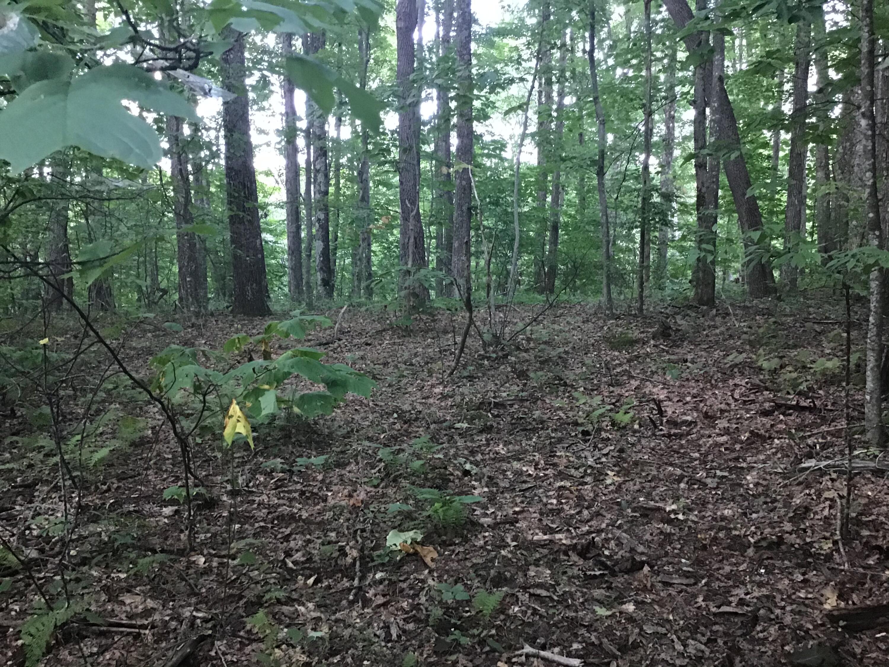 9437 Robin Road Coeburn, VA 24230 - Photo 58 of 60 0DB9E514-5290-49C0-8F5D-E784751D0CB4