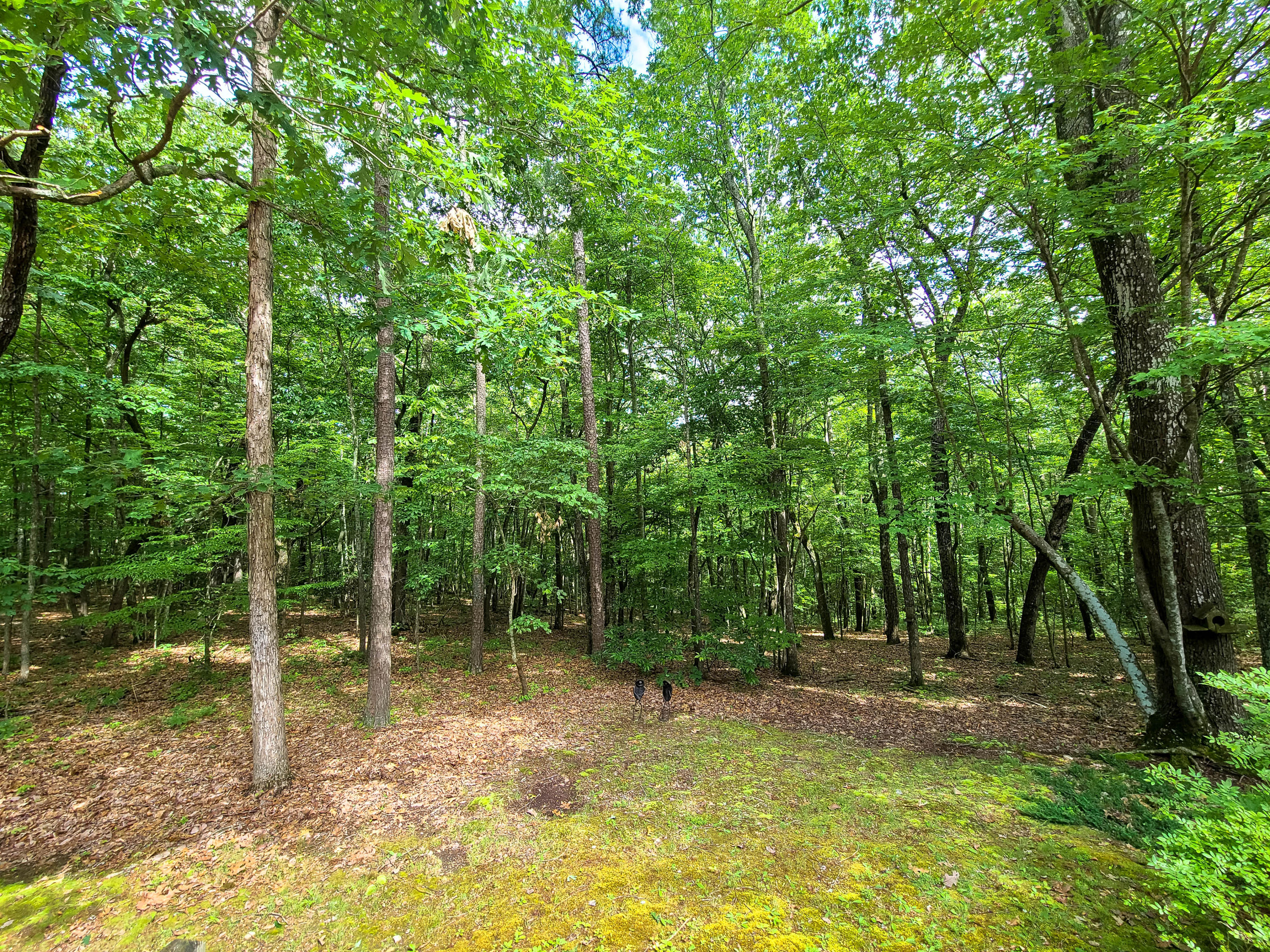 322 Catoosa Ridge Road Rockwood, TN 37854 - Photo 35 of 40 Front yard