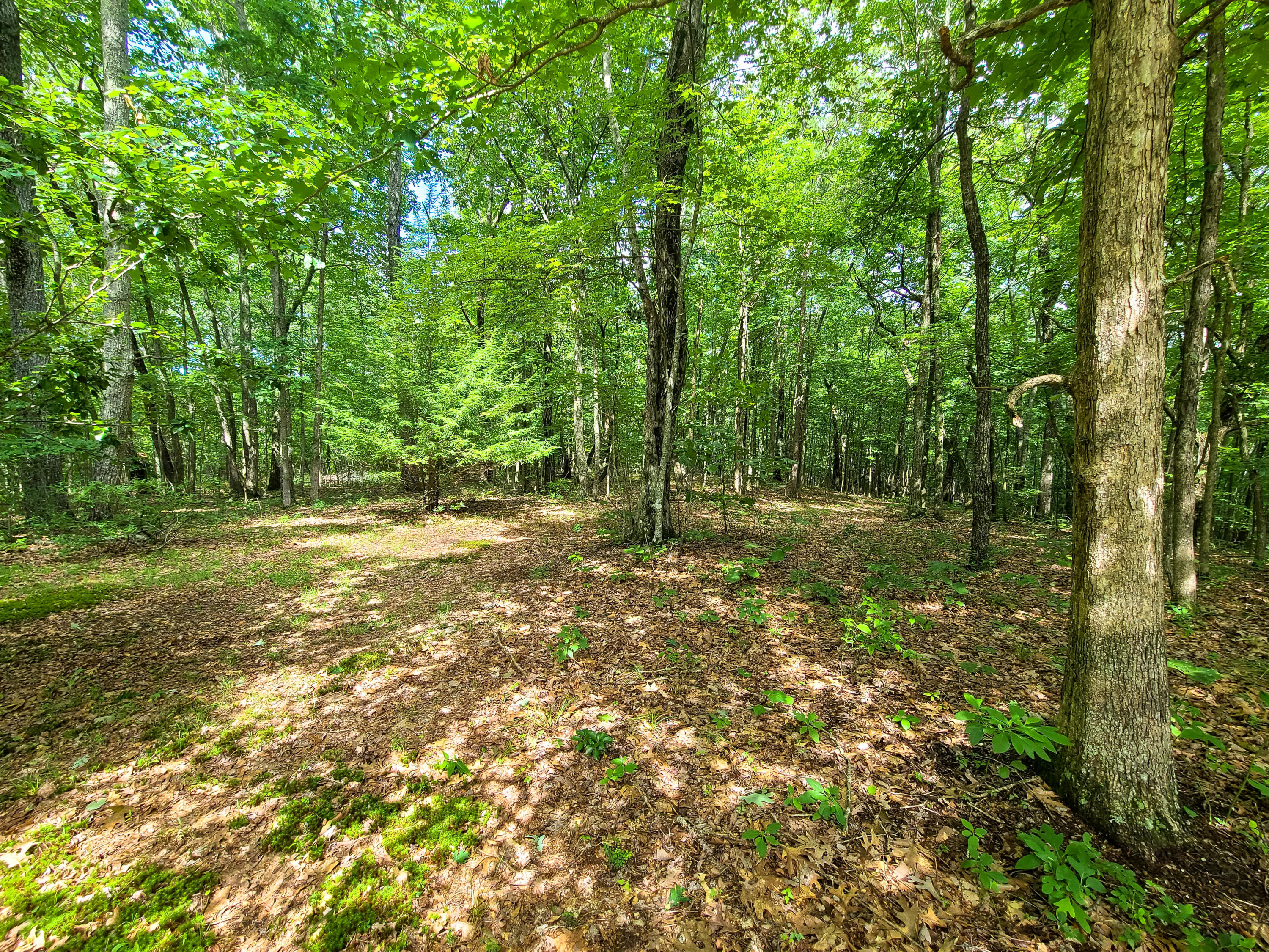 322 Catoosa Ridge Road Rockwood, TN 37854 - Photo 36 of 40 Woods