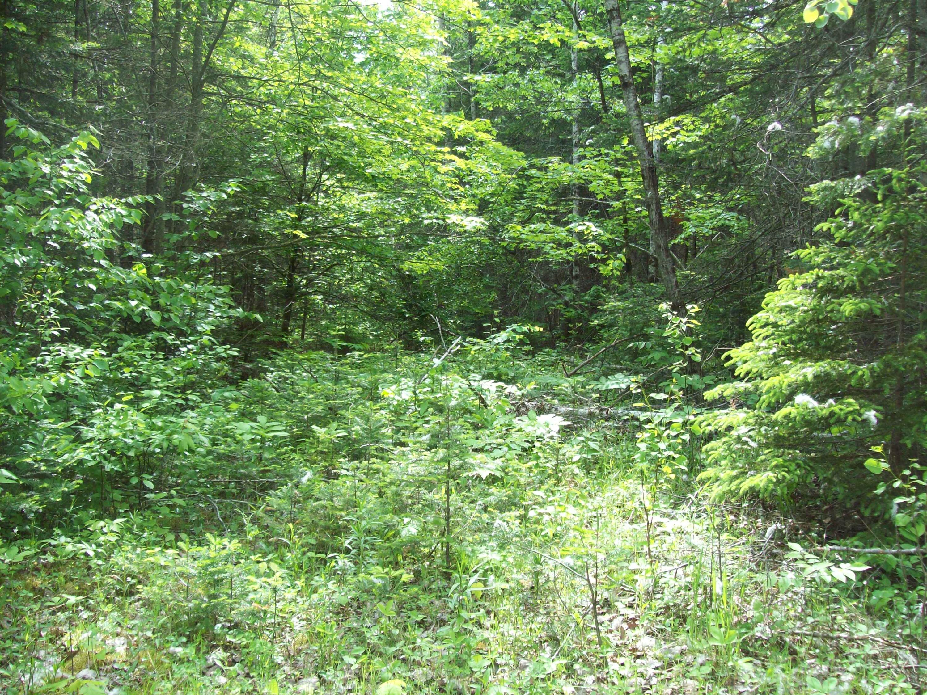 3-24d Smith Road Kingman, ME 04451 - Photo 12 of 18 100_3442