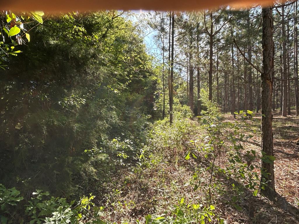 Lot 6-3 -ac Cty Road Newville, AL 36353 - Photo 17 of 24