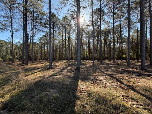 Tbd-11-acres Tatoo Road Glenmora, LA 71433 - Photo 5 of 6