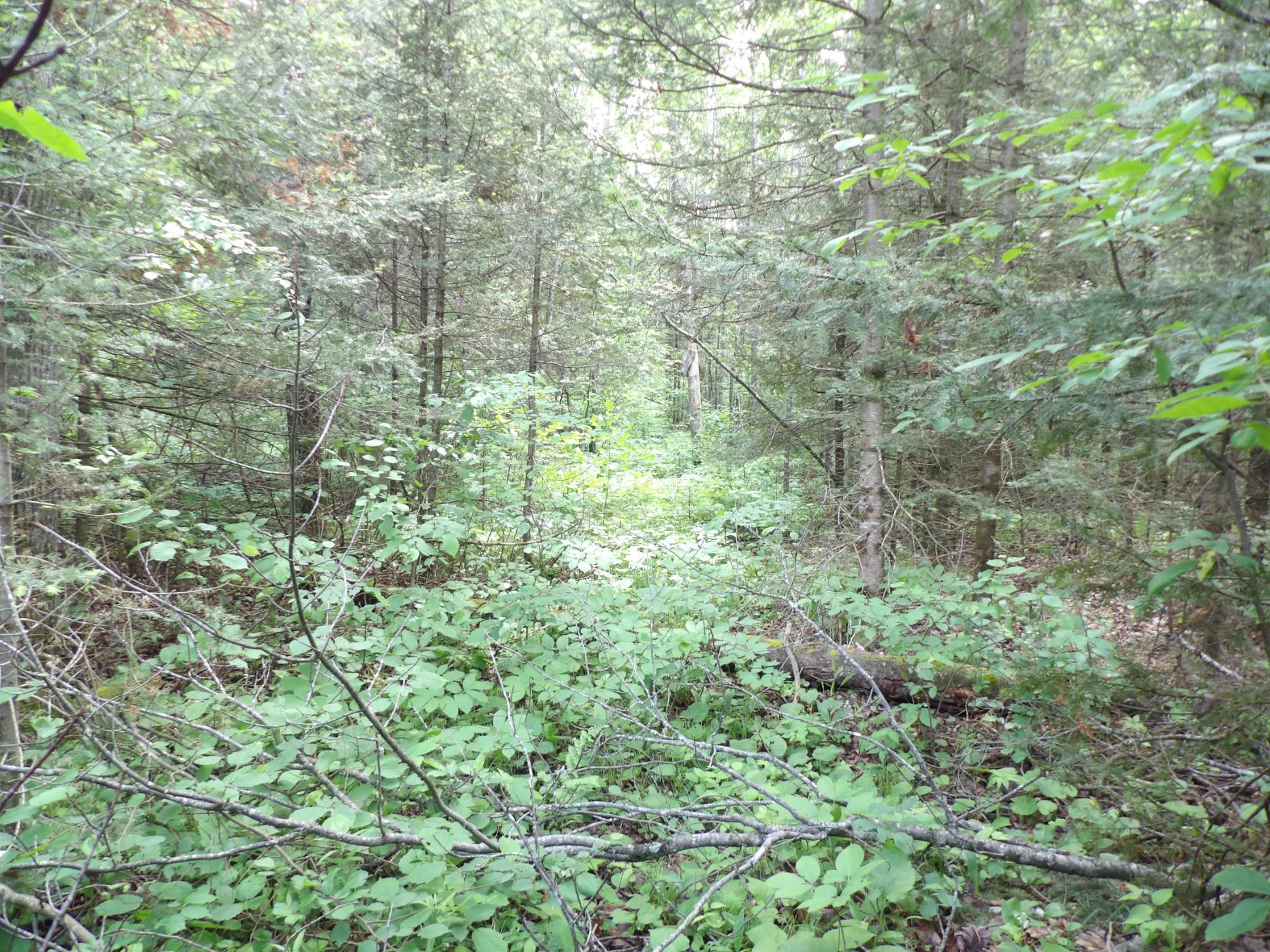 1548 Ginty Lake Road Rhinelander, WI 54501 - Photo 12 of 16 Gallery Image 12
