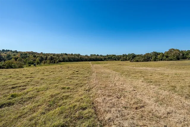 a view of a tree in the middle of a yard