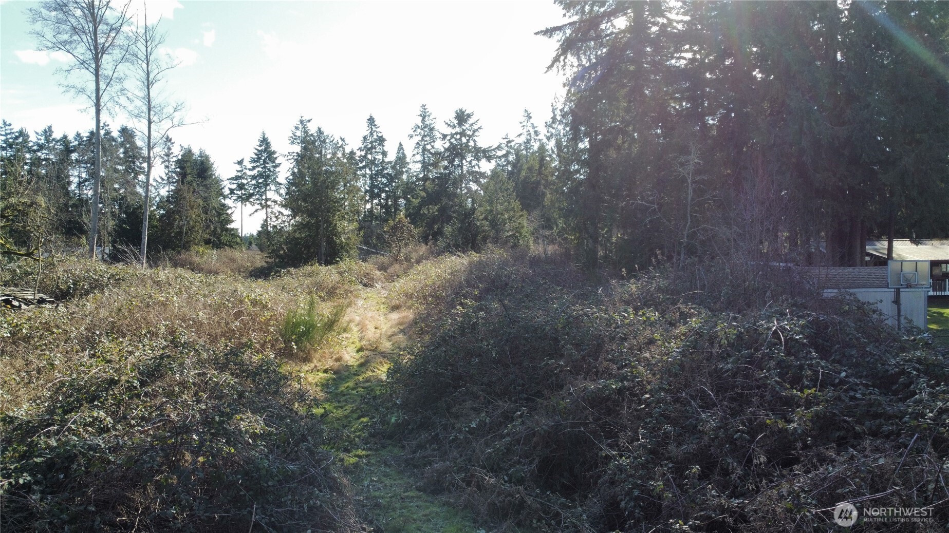 a view of a forest with lots of trees