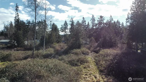 a view of a forest with trees