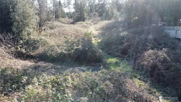 a view of the forest