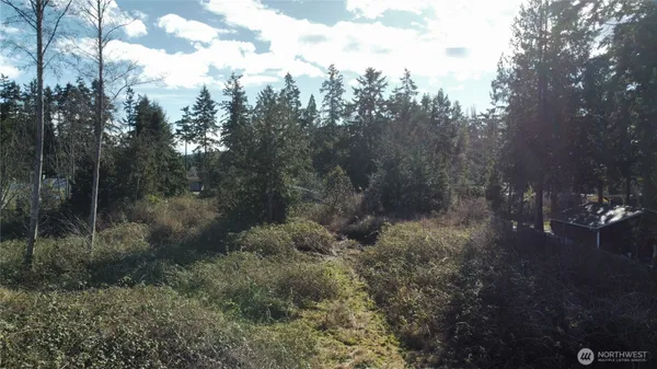 a view of a forest with trees in the background