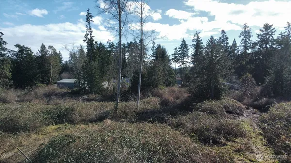 a view of a forest with trees