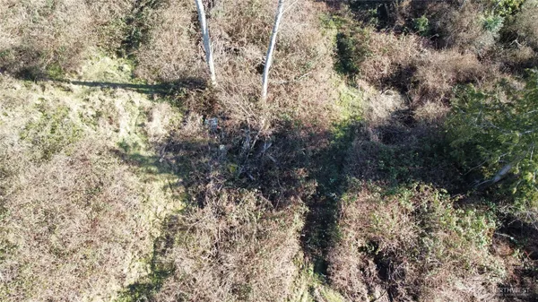 a view of a forest with a tree