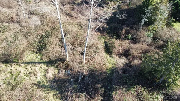 a view of a forest with a tree