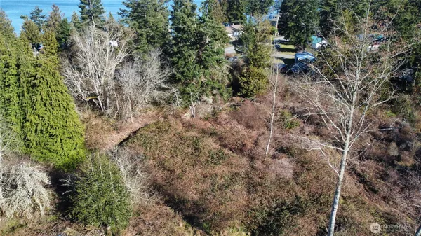 a view of a forest with a tree