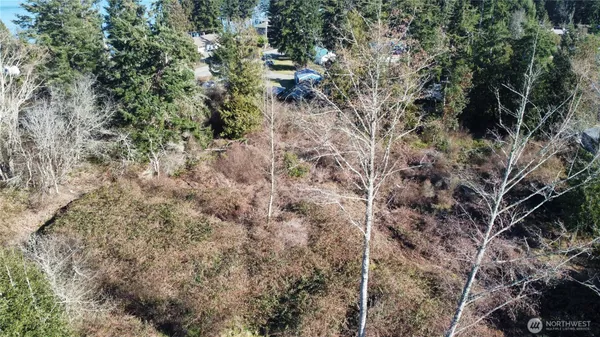 a view of a forest with lots of trees