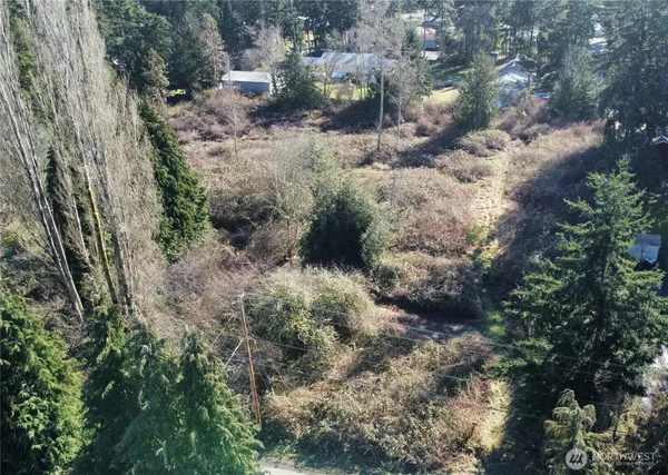 a view of a forest with a tree