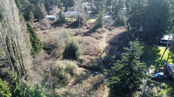 a view of a forest with a tree