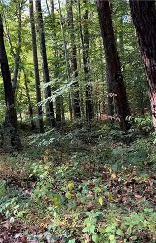 a big yard with lots of green space and plants