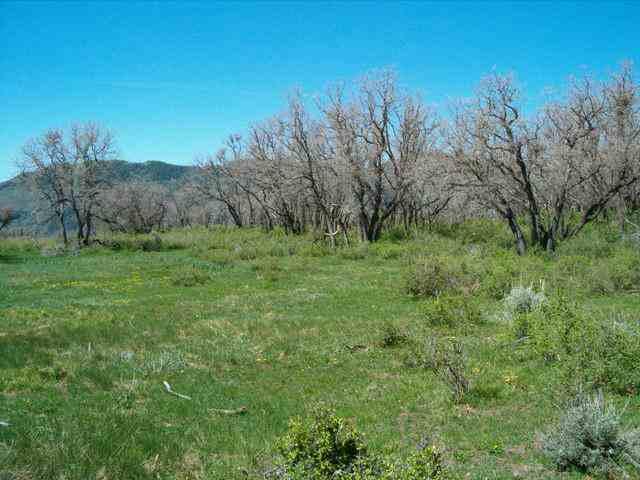 Tbd Tbd 252nd Road, Unit NORTH OF RIFLE RESERVOIR Rifle, CO 81650 - Photo 3 of 5 a view of a grassy field with trees in the background