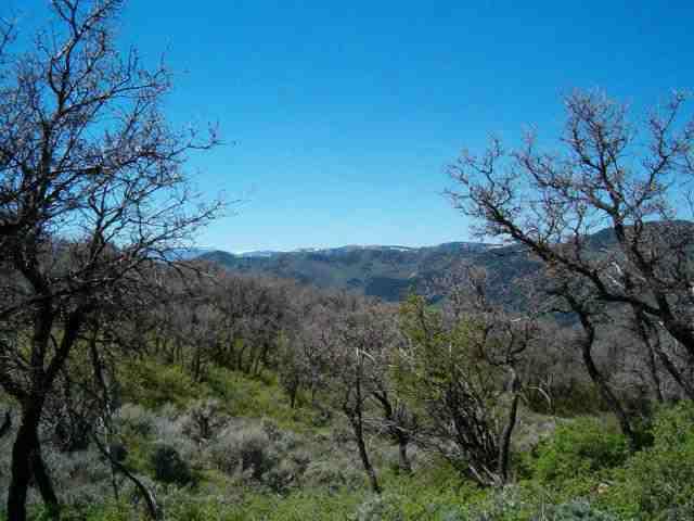 Tbd Tbd 252nd Road, Unit NORTH OF RIFLE RESERVOIR Rifle, CO 81650 - Photo 5 of 5 a view of a forest with a mountain in the background